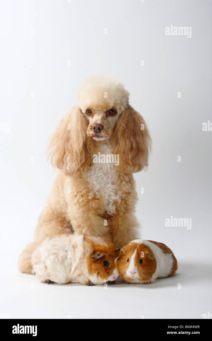 Caniche miniature blanc abricot et cochons Banque D'Images