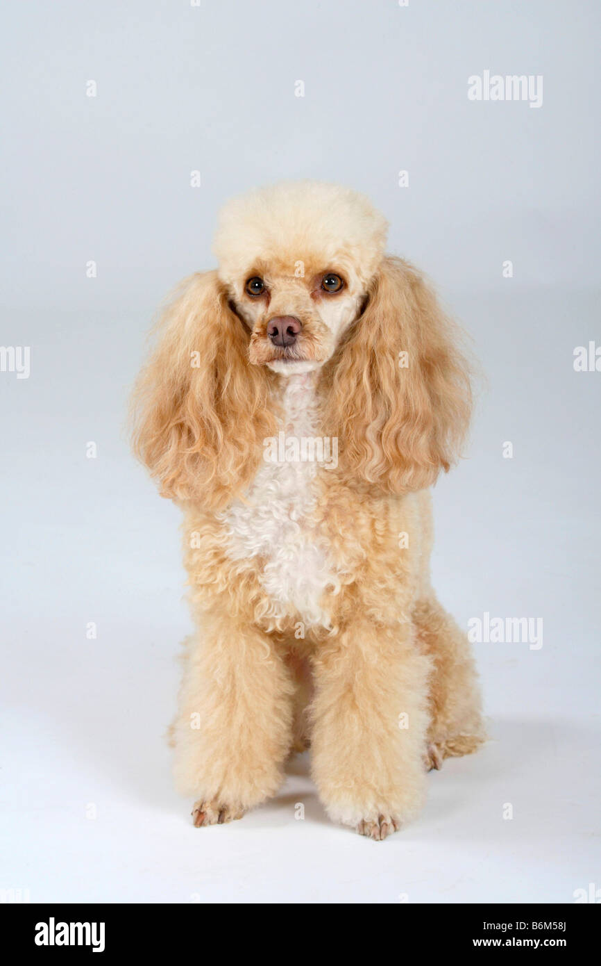 Caniche miniature blanc abricot Banque D'Images