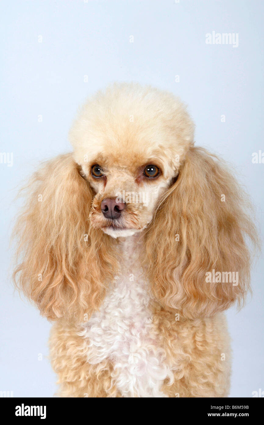 Caniche miniature blanc abricot Banque D'Images