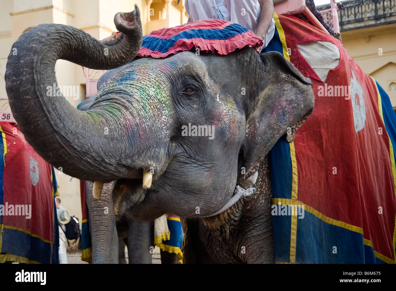 Éléphant indien Banque D'Images