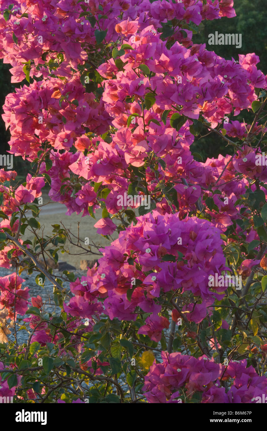 Bougainvillea sp. Fleurs dans jardin ferme près de Katherine National Park Australie Territoire du Nord Septembre Banque D'Images