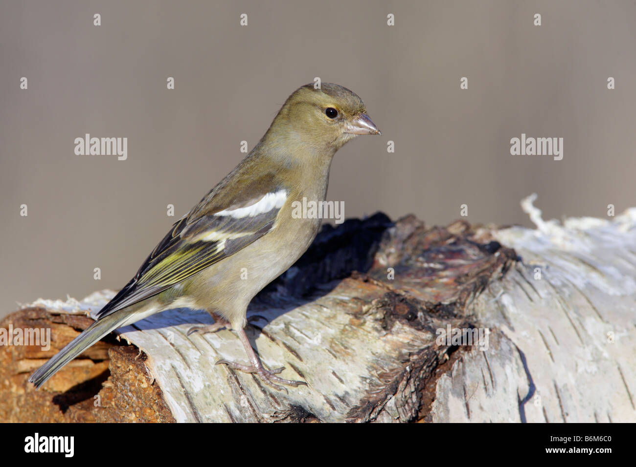 Chaffinch Fringilla coelebs femelle sur le bouleau verruqueux Potton Bedfordshire Banque D'Images