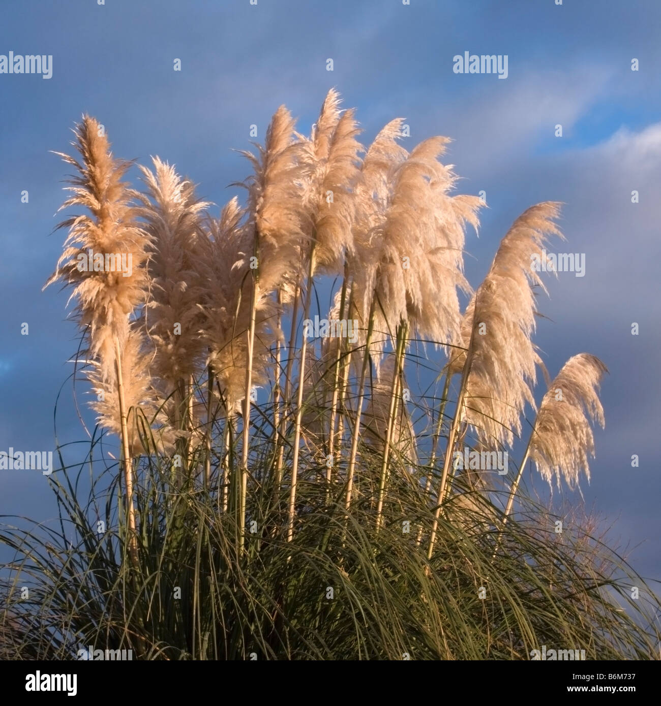 L'herbe de la pampa Rose argentea contre le ciel du matin Photo Stock -  Alamy