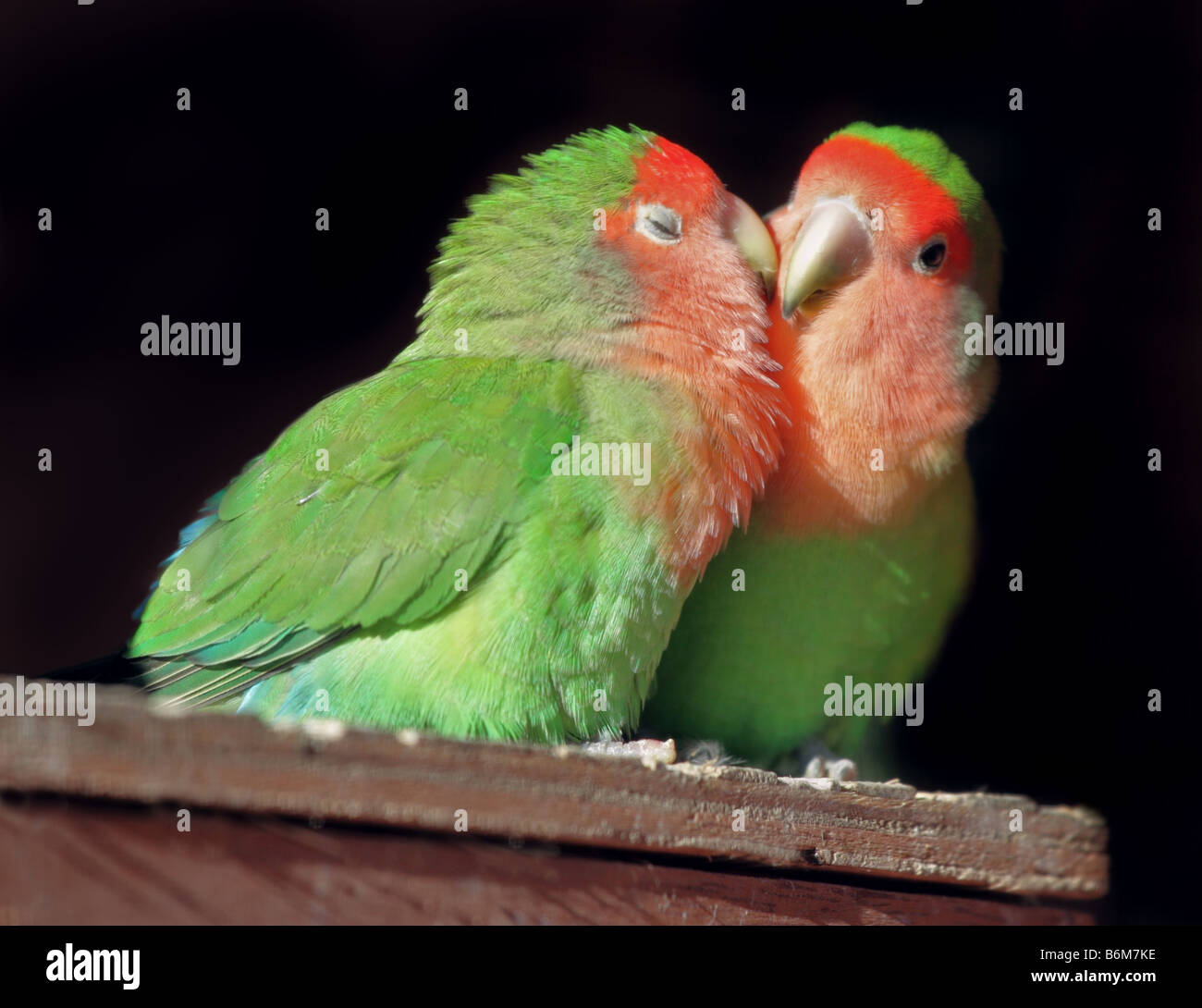 Deux Peach face tourtereaux (Agarpornis roseicollis) Kissing Banque D'Images