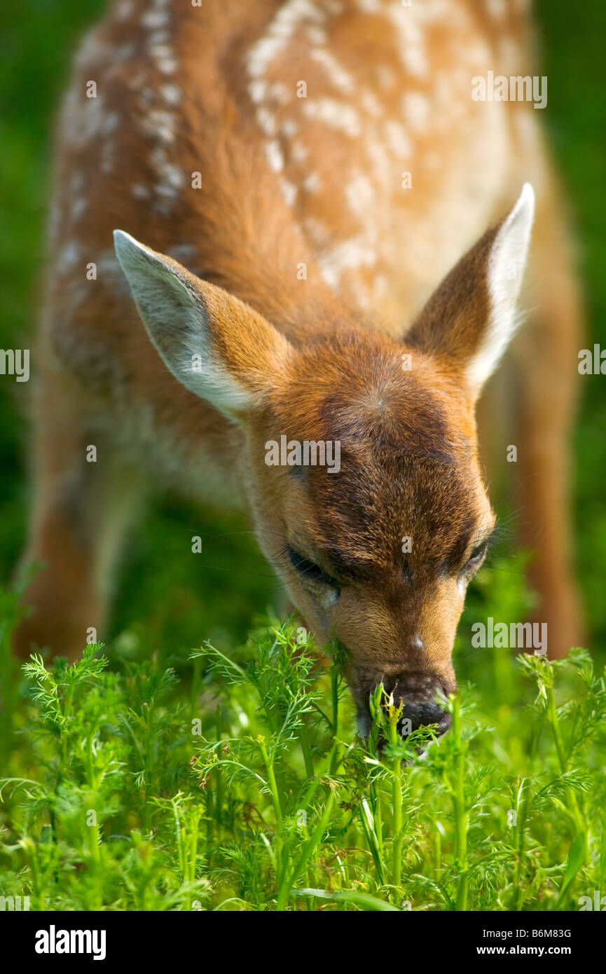 Libre d'un fauve à queue noire noire de Sitka Banque D'Images