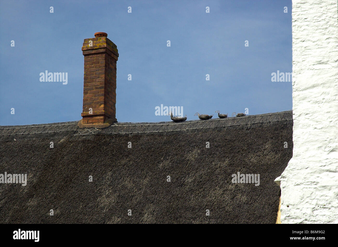 Une ligne de canards fait de chaume sur le toit d'une chaumière en Angleterre Banque D'Images