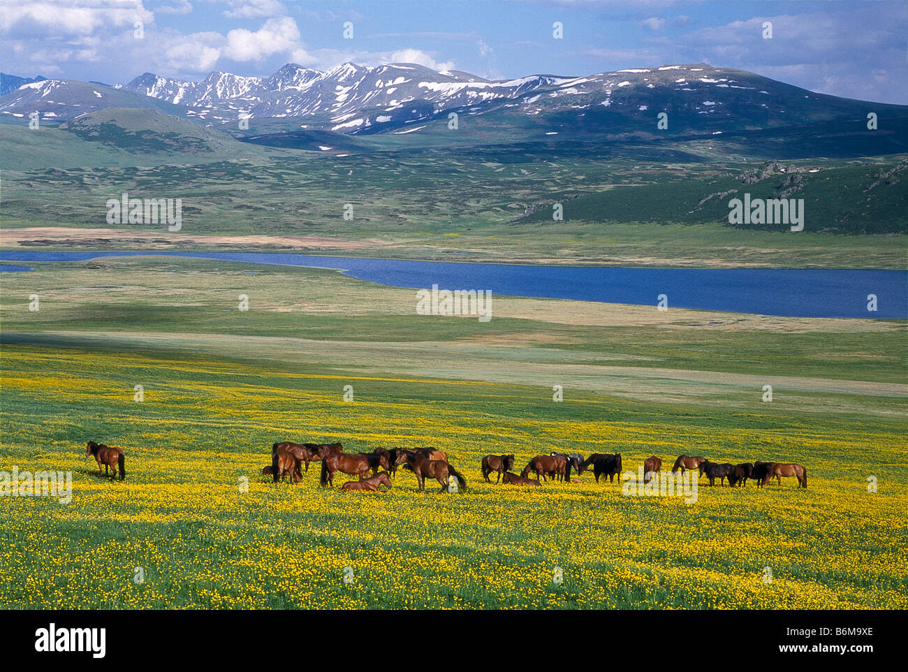 Le pâturage de chevaux sauvages dans les prairies près du lac Noir dans le Parc National de Kanas, Xinjiang, Chine Banque D'Images