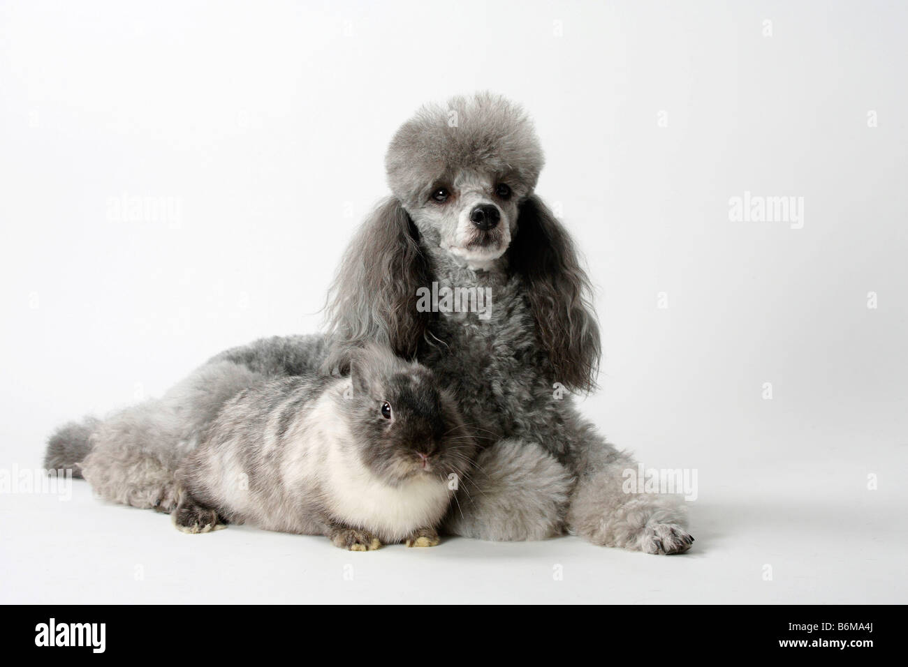 Caniche miniature et d'une crinière de lion lapin nain lapin domestique rhon Banque D'Images