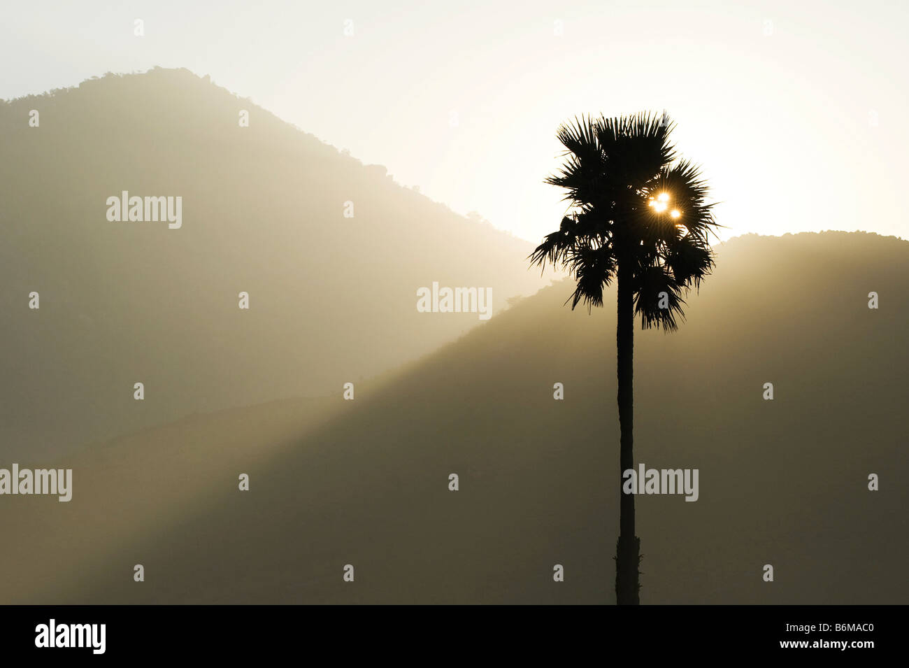 Silhouette d'un palmier de Palmyre contre le lever du soleil dans la campagne indienne Banque D'Images