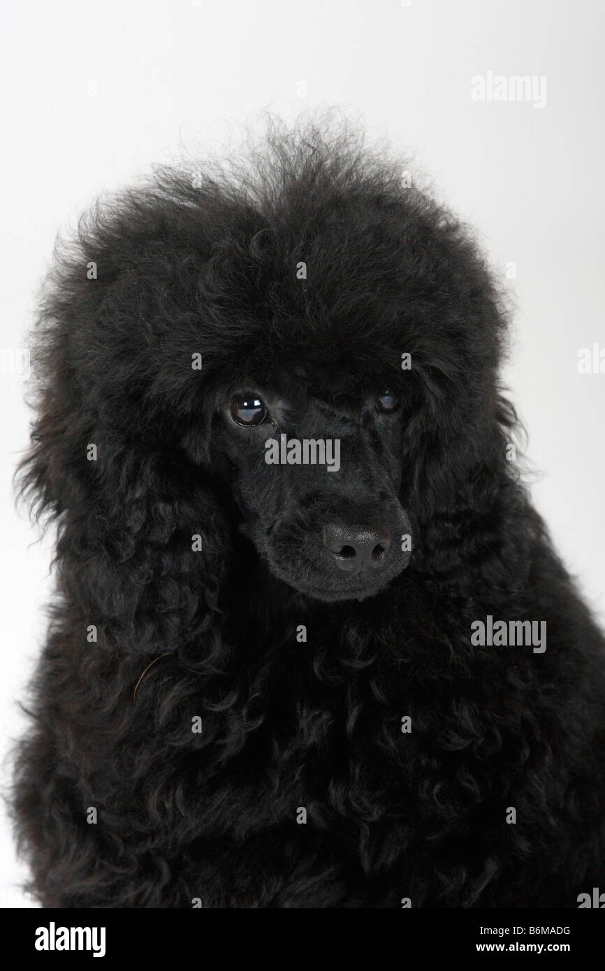 Caniche miniature chiot 5 mois black Banque D'Images