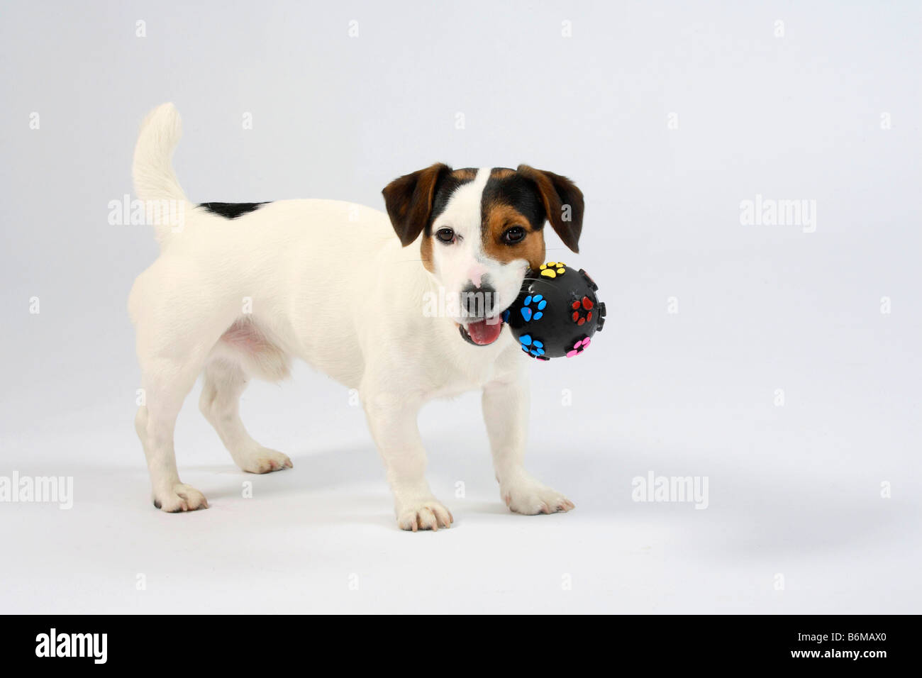 Jack Russell Terrier avec ball toy Banque D'Images