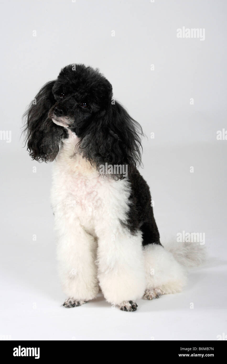 Harlequin caniche miniature Banque D'Images