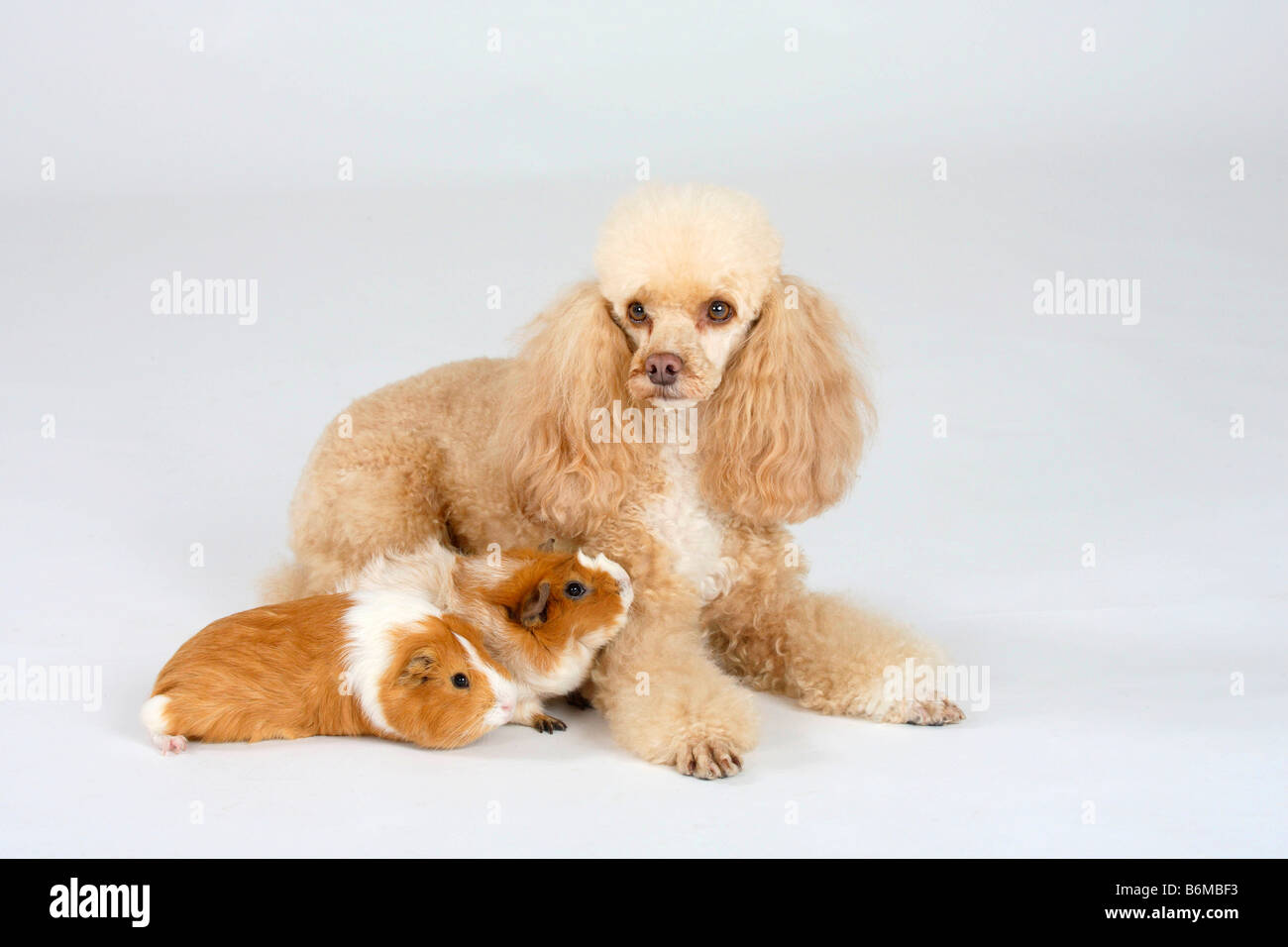 Caniche miniature blanc abricot et cochons Banque D'Images