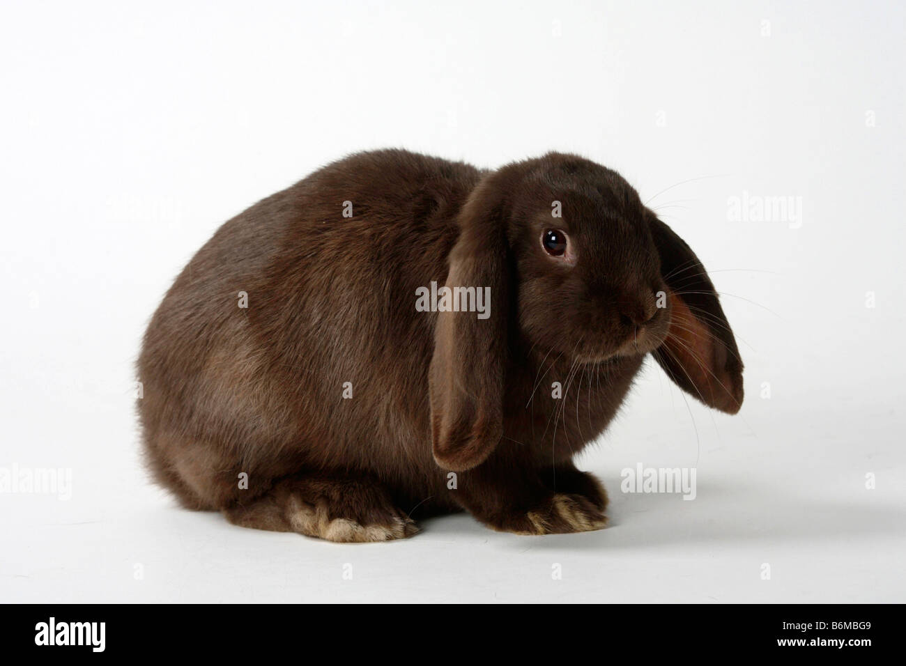 Lop oreilles lapin nain néerlandais la Havane lapin domestique choco Banque D'Images