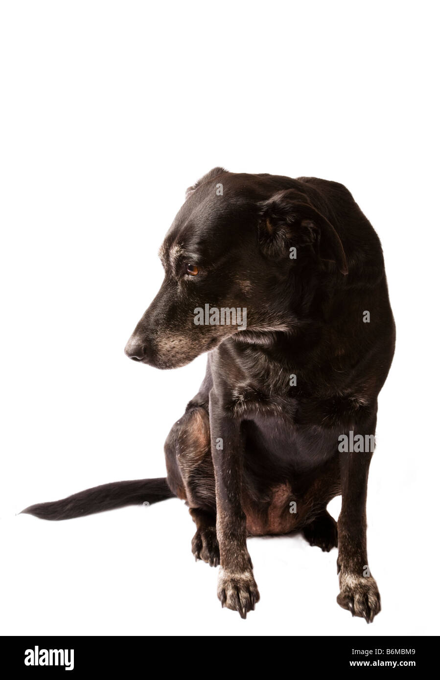 Vieux chien Labrador noir avec museau gris sur fond blanc Banque D'Images