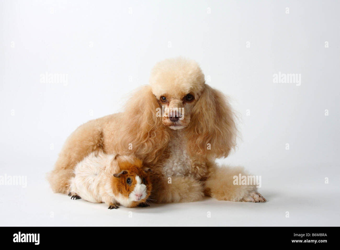 Caniche miniature blanc abricot et de Cobaye Banque D'Images