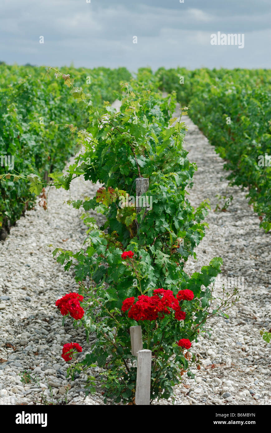 Margaux France de plus en plus roses à l'extrémité d'une rangée de vignes à l'origine utilisés comme un signe précoce de la moisissure Banque D'Images