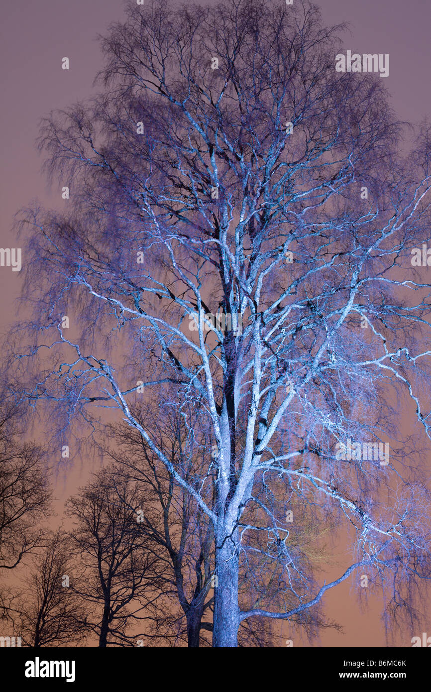 La nuit de l'arbre coloré avec faisceau du projecteur Banque D'Images