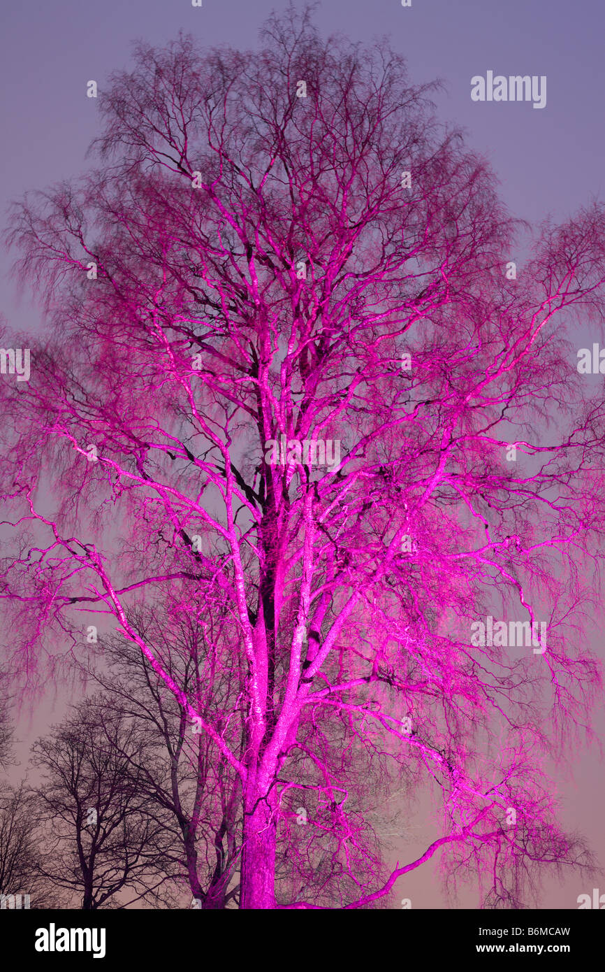 La nuit de l'arbre coloré avec faisceau du projecteur Banque D'Images