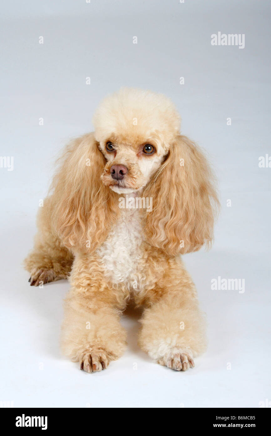 Caniche miniature blanc abricot Banque D'Images