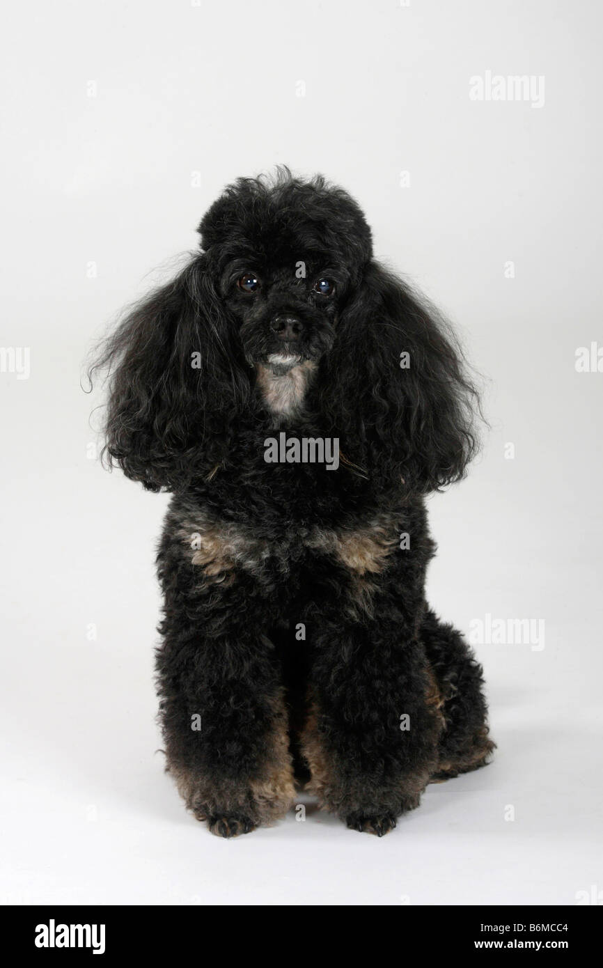 Caniche miniature noir et feu Banque D'Images