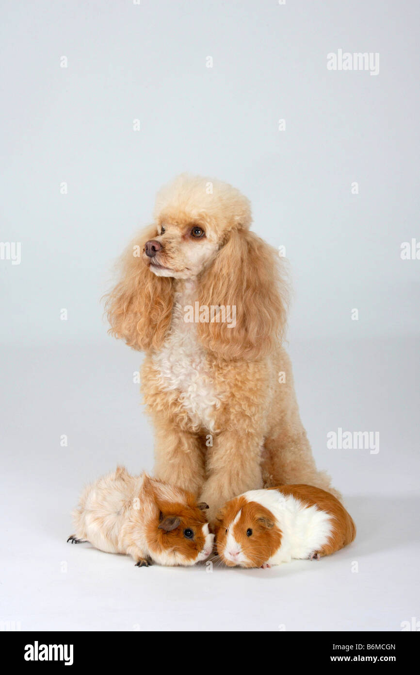 Caniche miniature blanc abricot et cochons Banque D'Images