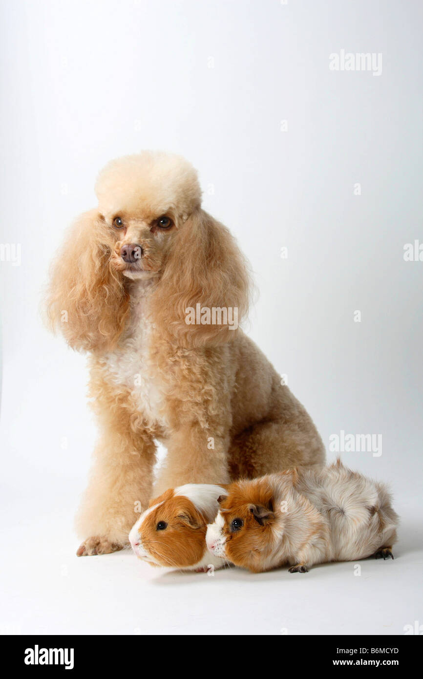 Caniche miniature blanc abricot et cochons Banque D'Images