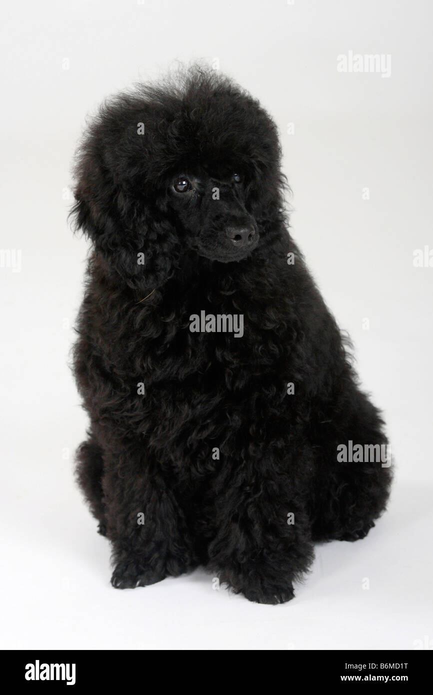 Caniche miniature chiot 5 mois black Banque D'Images