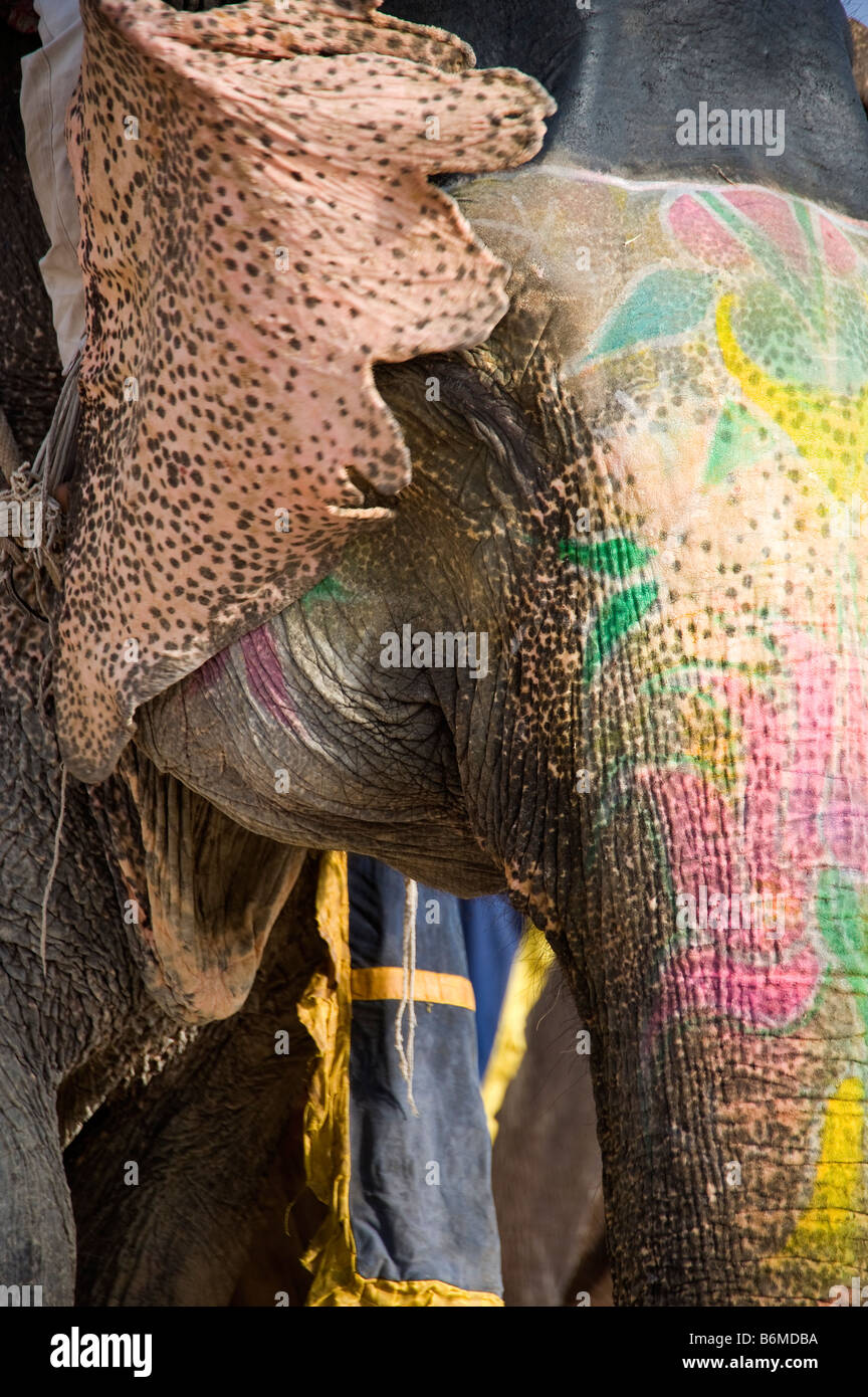 Éléphant indien Banque D'Images