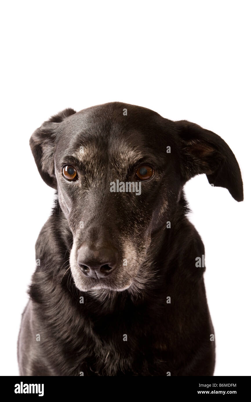 Vieux chien Labrador noir avec museau gris sur fond blanc Banque D'Images