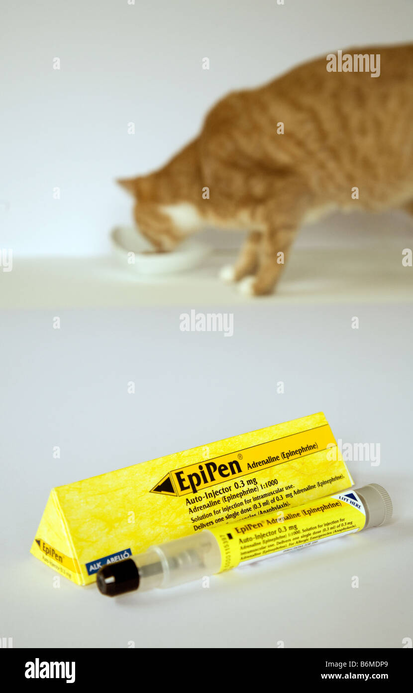 Epipen et cat illustrant Chat Allergie Banque D'Images