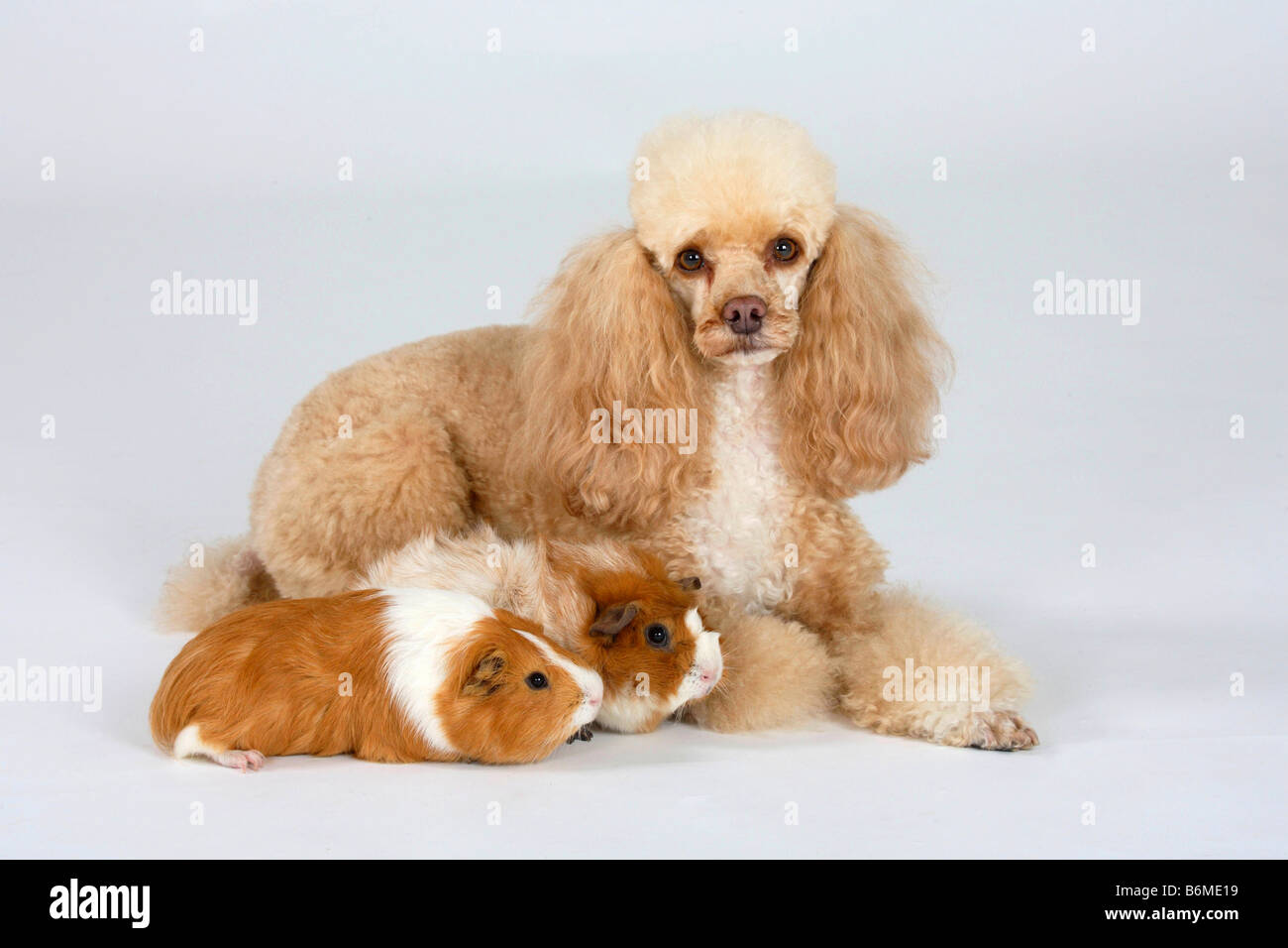 Caniche miniature blanc abricot et cochons Banque D'Images