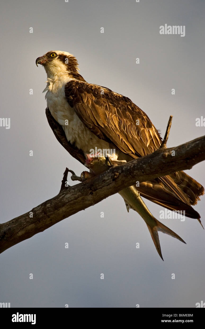 Un balbuzard perché dans un arbre avec un poisson partiellement mangés. Banque D'Images