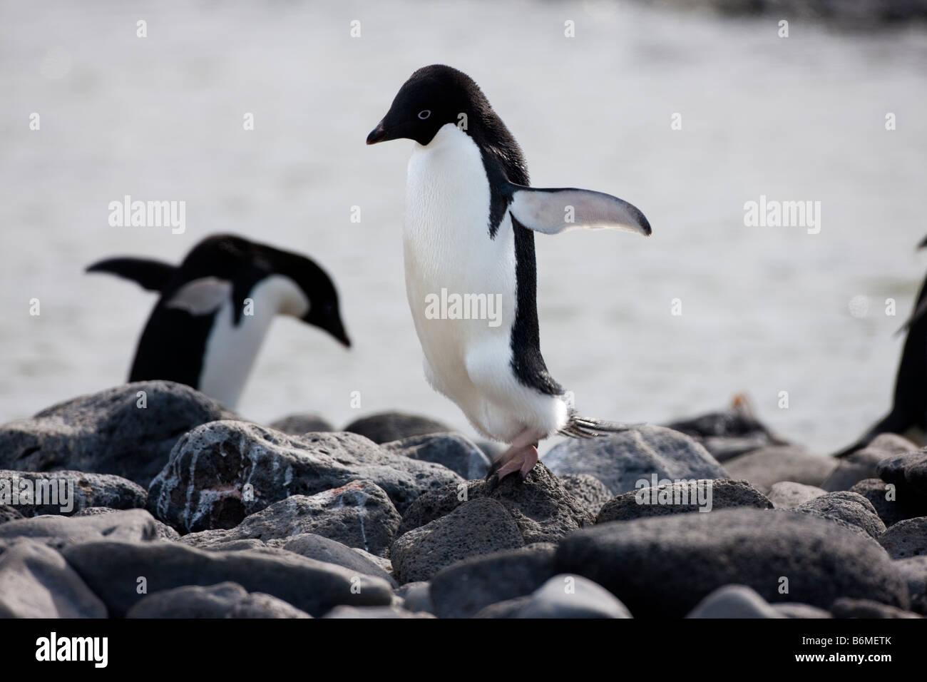 2 pingouins Adélie (Pygoscelis adeliae) saute au-dessus de roches sur la plage rocheuse ailes Antarctique profondeur de champ à l'action stop close up Banque D'Images
