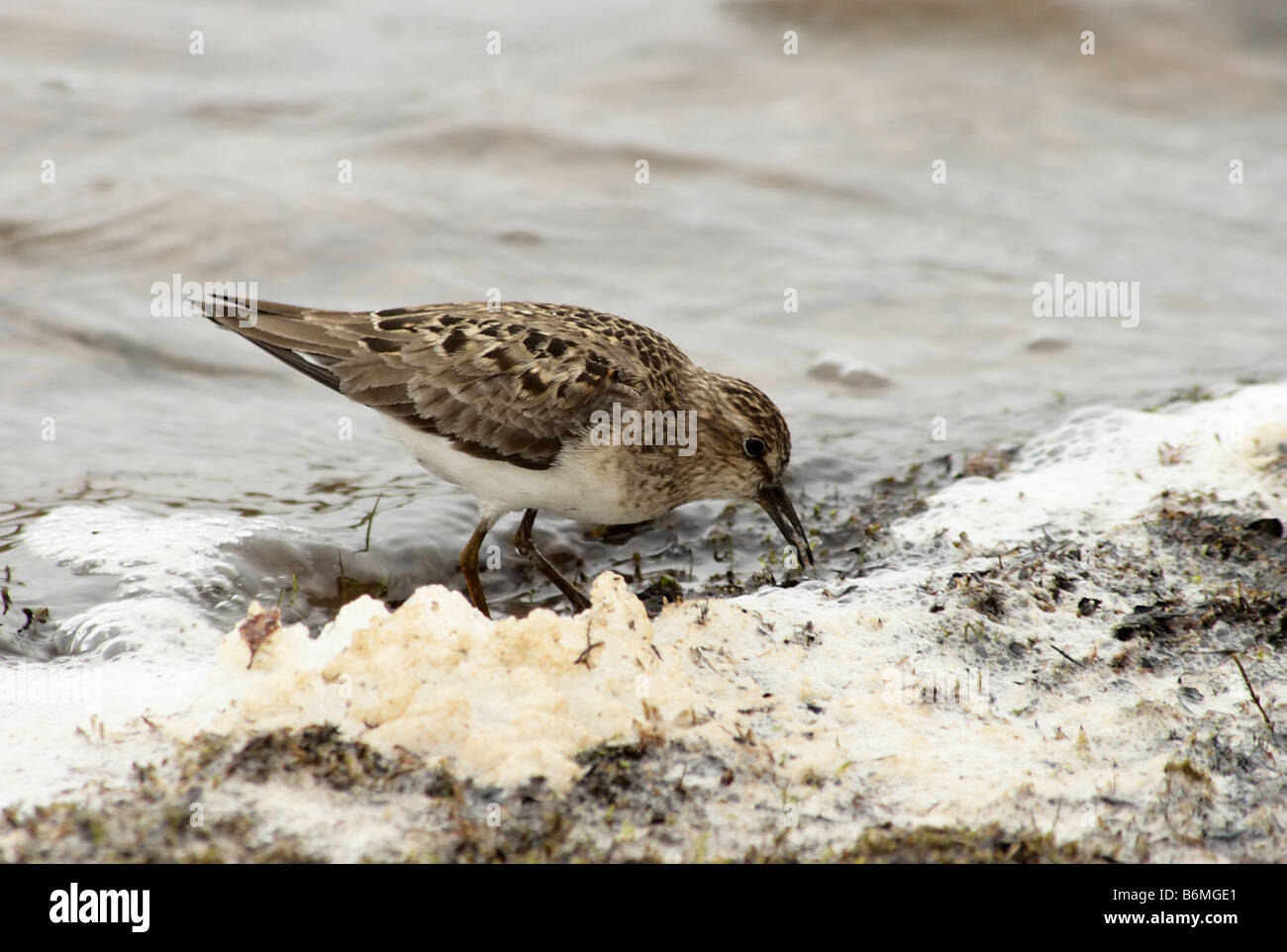 Le travail de Temminck (Calidris temminckii) trouve la nourriture en mousse. L'Arctique, l'île de Kolguev, mer de Barents, la Russie. Banque D'Images