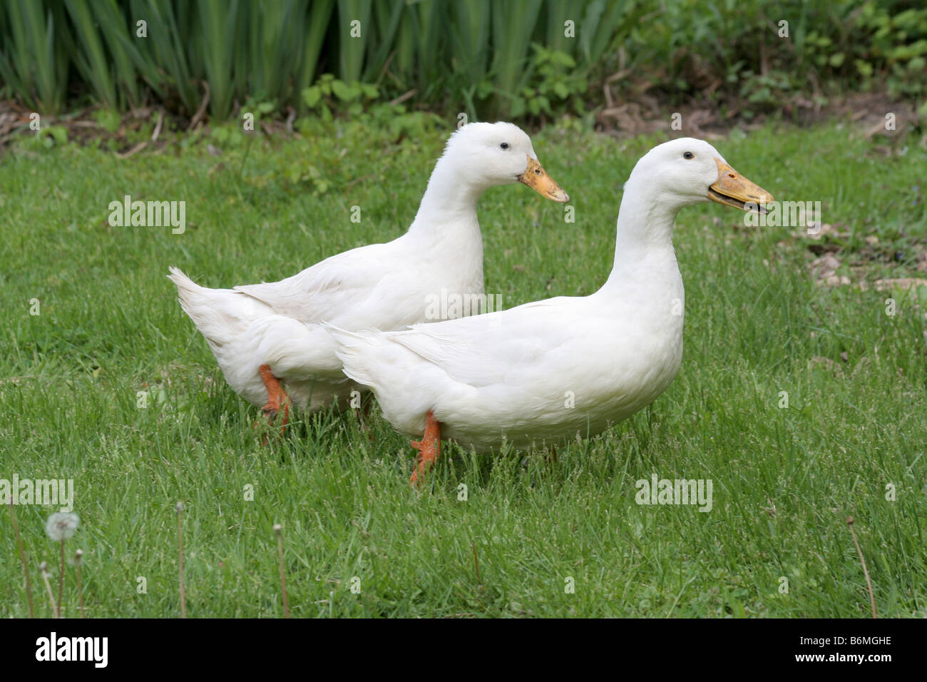 Les hommes et les femmes des canards de Pékin blanc Banque D'Images