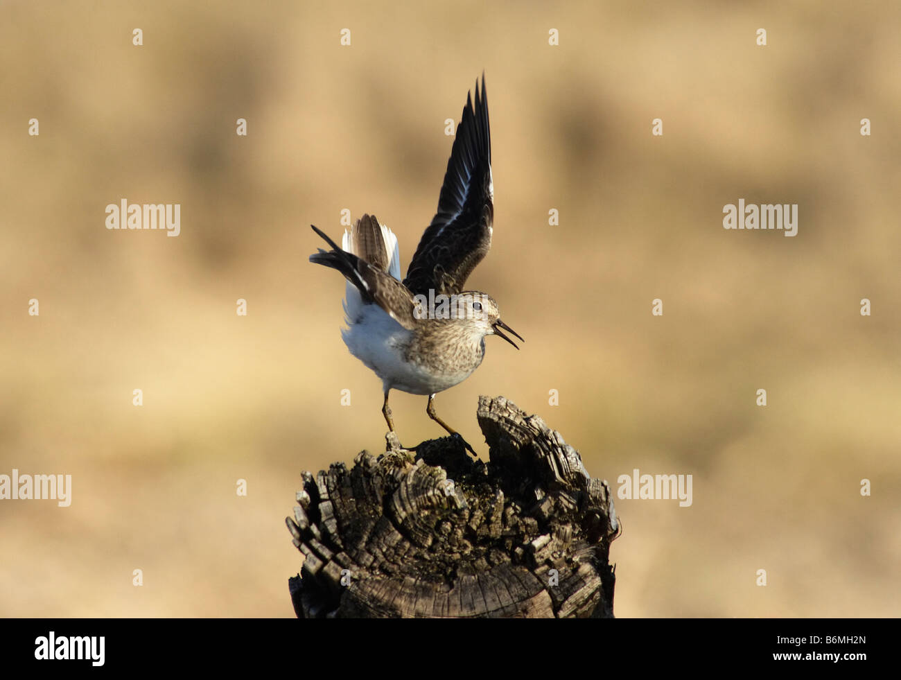 Le travail de Temminck (Calidris temminckii) effectue parade nuptiale. L'Arctique, l'île de Kolguev, mer de Barents, la Russie. Banque D'Images