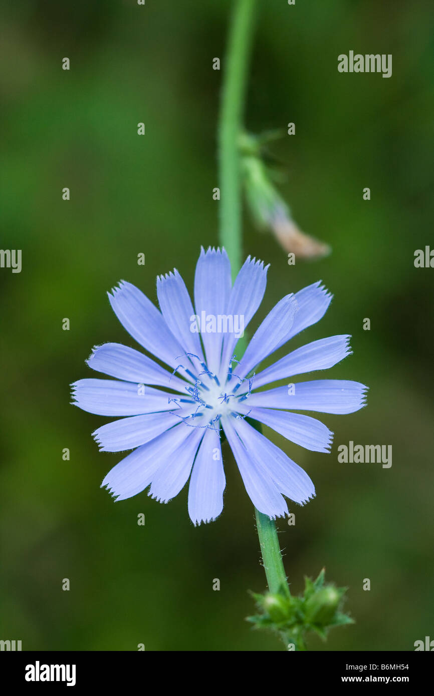 Close up of Common chicorées (Cichorium intybus) Banque D'Images