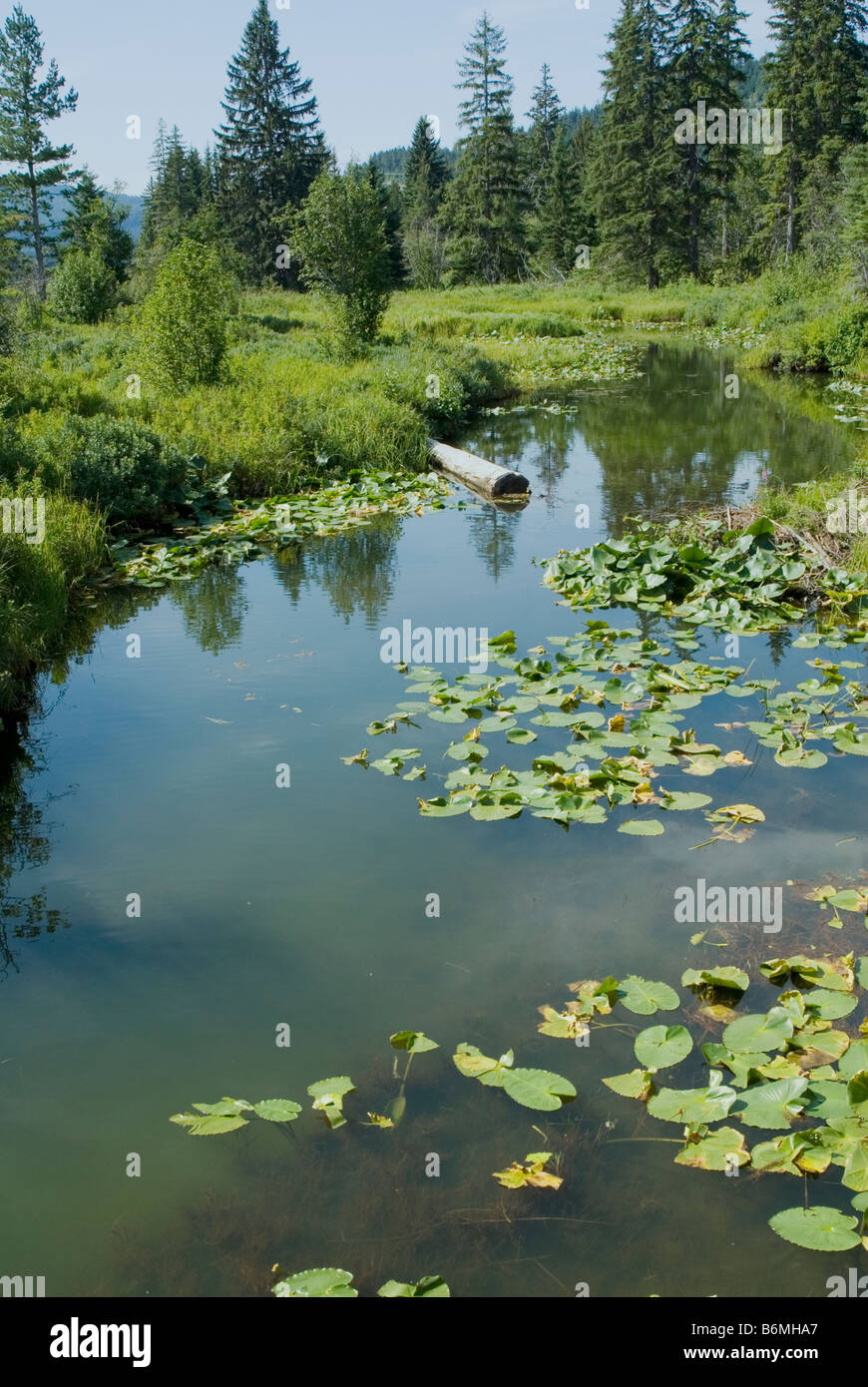Étang sauvage à Whistler, Colombie-Britannique, Canada Banque D'Images