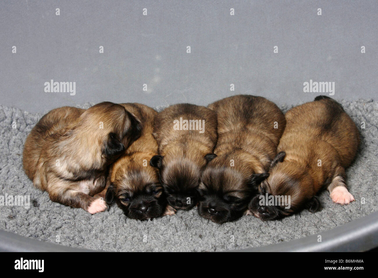 Tibetan Spaniel puppies 14 jours Banque D'Images