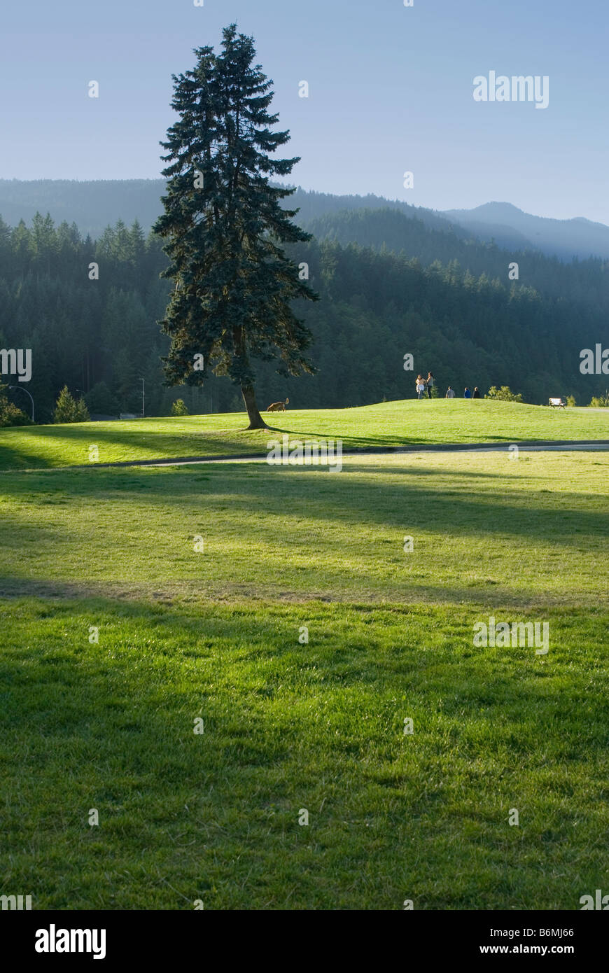 Arbre dans le parc Banque D'Images