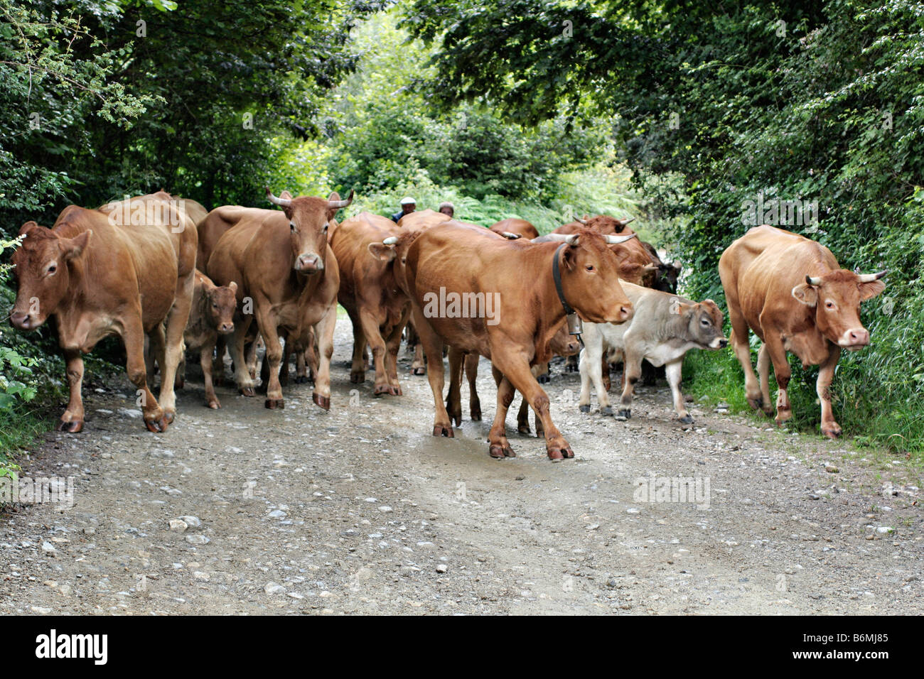 Le bétail d'être entassés AU-DESSUS DE ESPINAMA PICOS DE EUROPA Banque D'Images