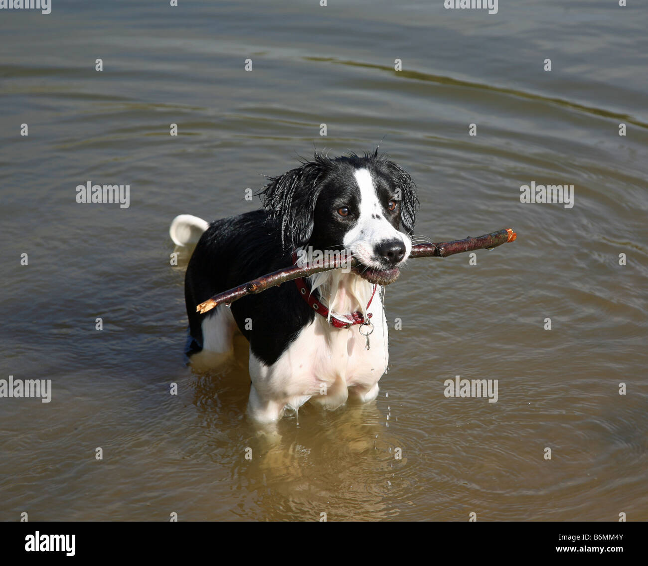 Molly le Border Collie chien croisée de l'extraction d'un stick à partir de l'eau Banque D'Images