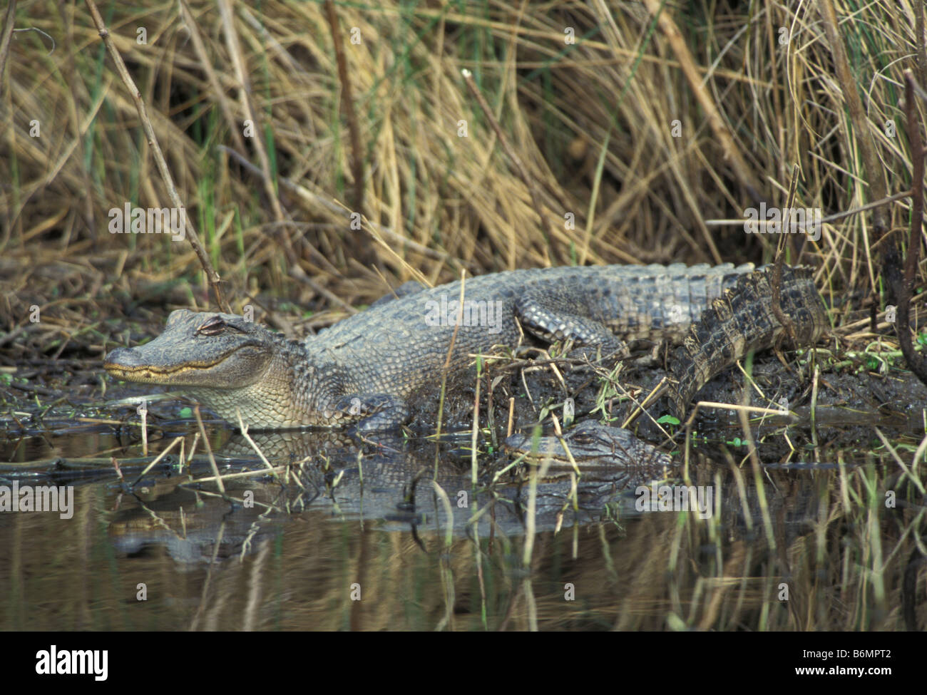 Jeune alligator basking in marsh Banque D'Images