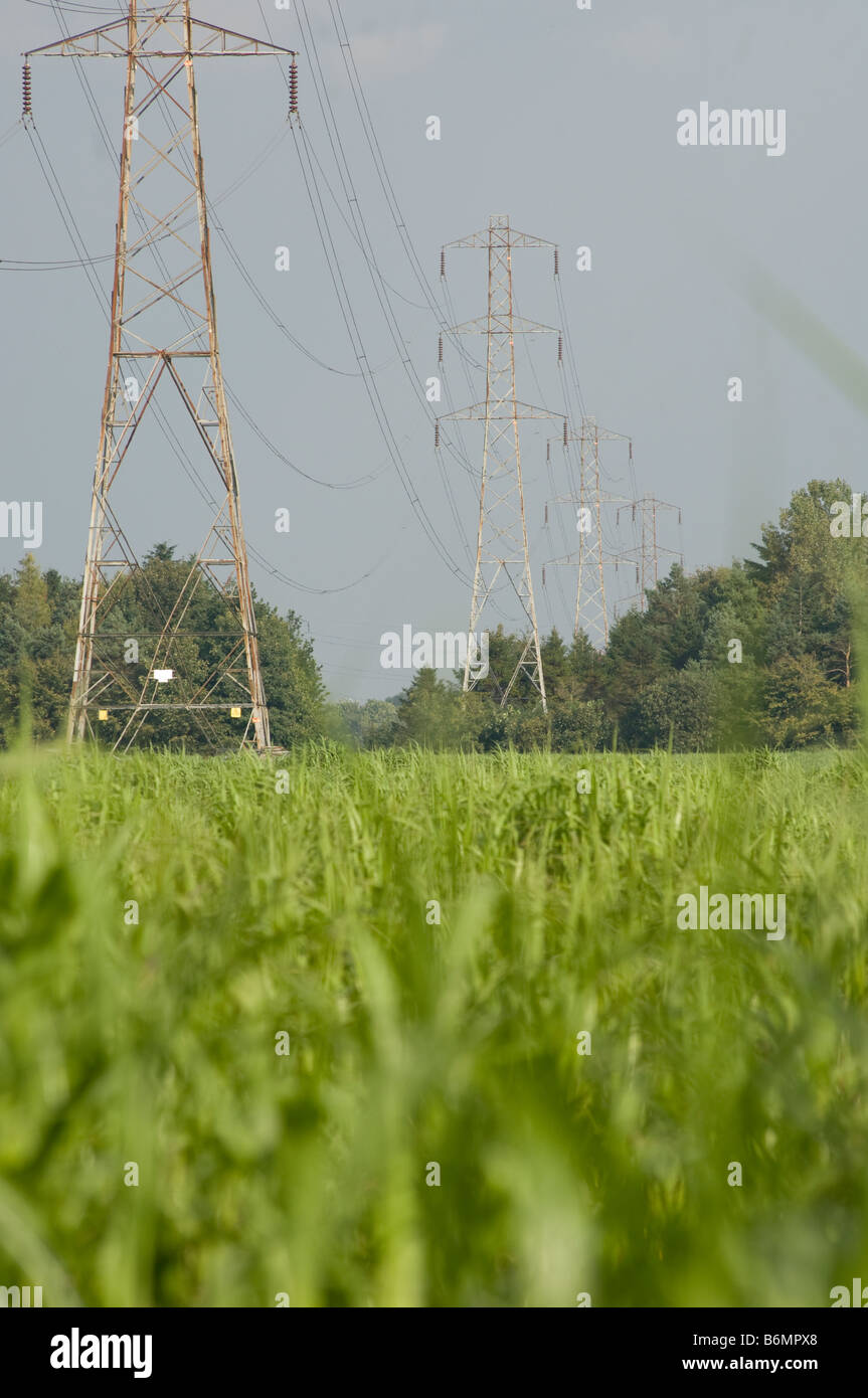Pylônes électriques tower sur un champ de miscanthus [elephant grass] cultivés pour le biocarburant. Banque D'Images