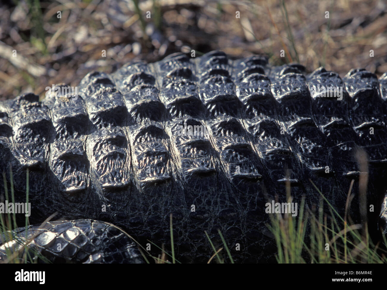 Alligator se dorant dans Shark Valley Banque D'Images