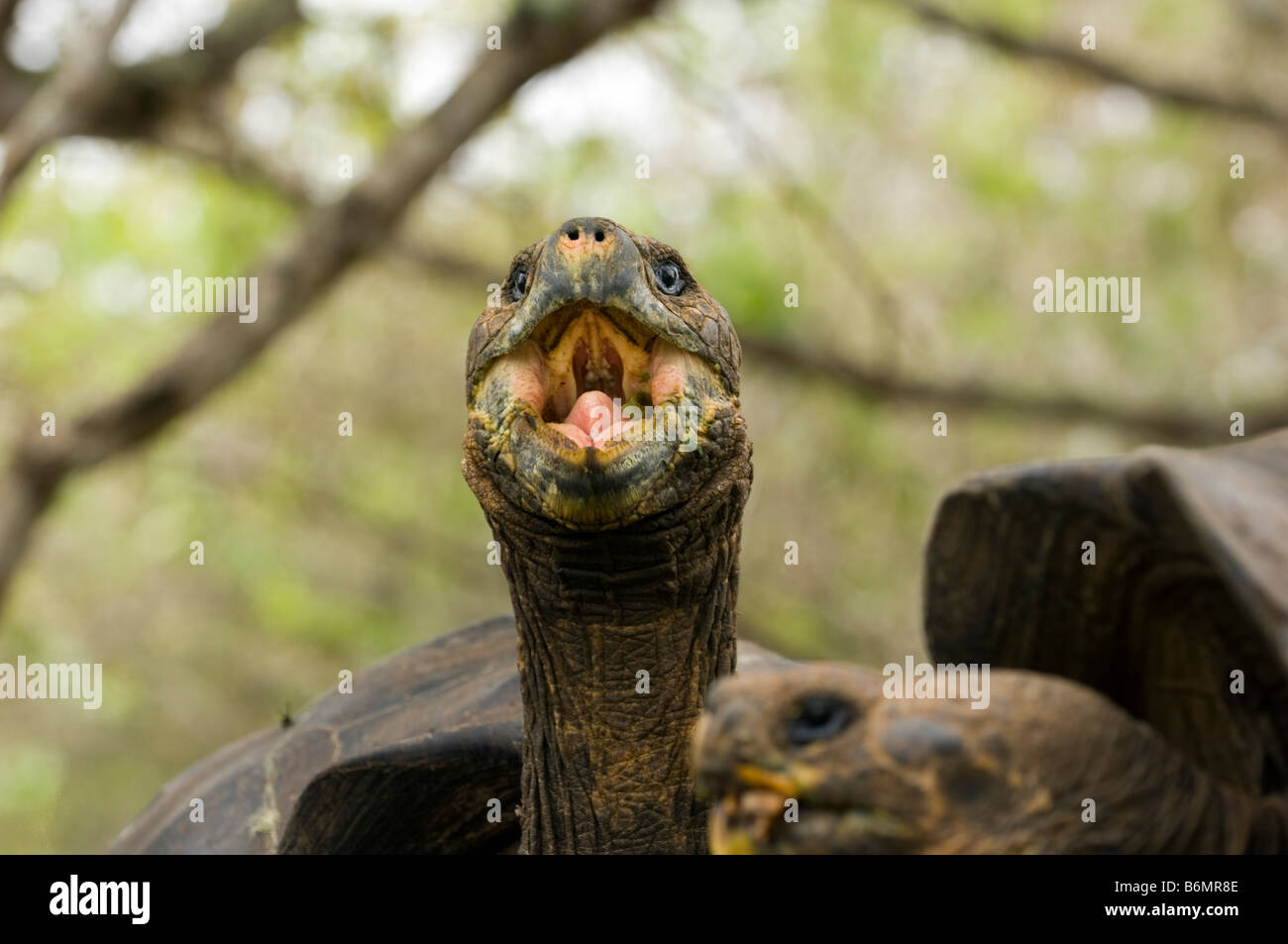 La faune sauvage tortue géante des Galapagos tortue Testudo Elephantopus vieux reptile tortue terrestre galapagos Darwin équateur fin Banque D'Images La faune sauvage tortue géante des Galapagos tortue Testudo Elephantopus vieux reptile tortue terrestre galapagos Darwin équateur fin Banque D'Images