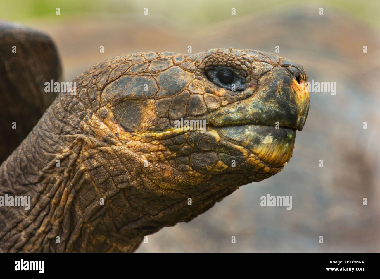 La faune sauvage tortue géante des Galapagos tortue Testudo Elephantopus vieux reptile tortue terrestre galapagos Darwin équateur fin Banque D'Images La faune sauvage tortue géante des Galapagos tortue Testudo Elephantopus vieux reptile tortue terrestre galapagos Darwin équateur fin Banque D'Images