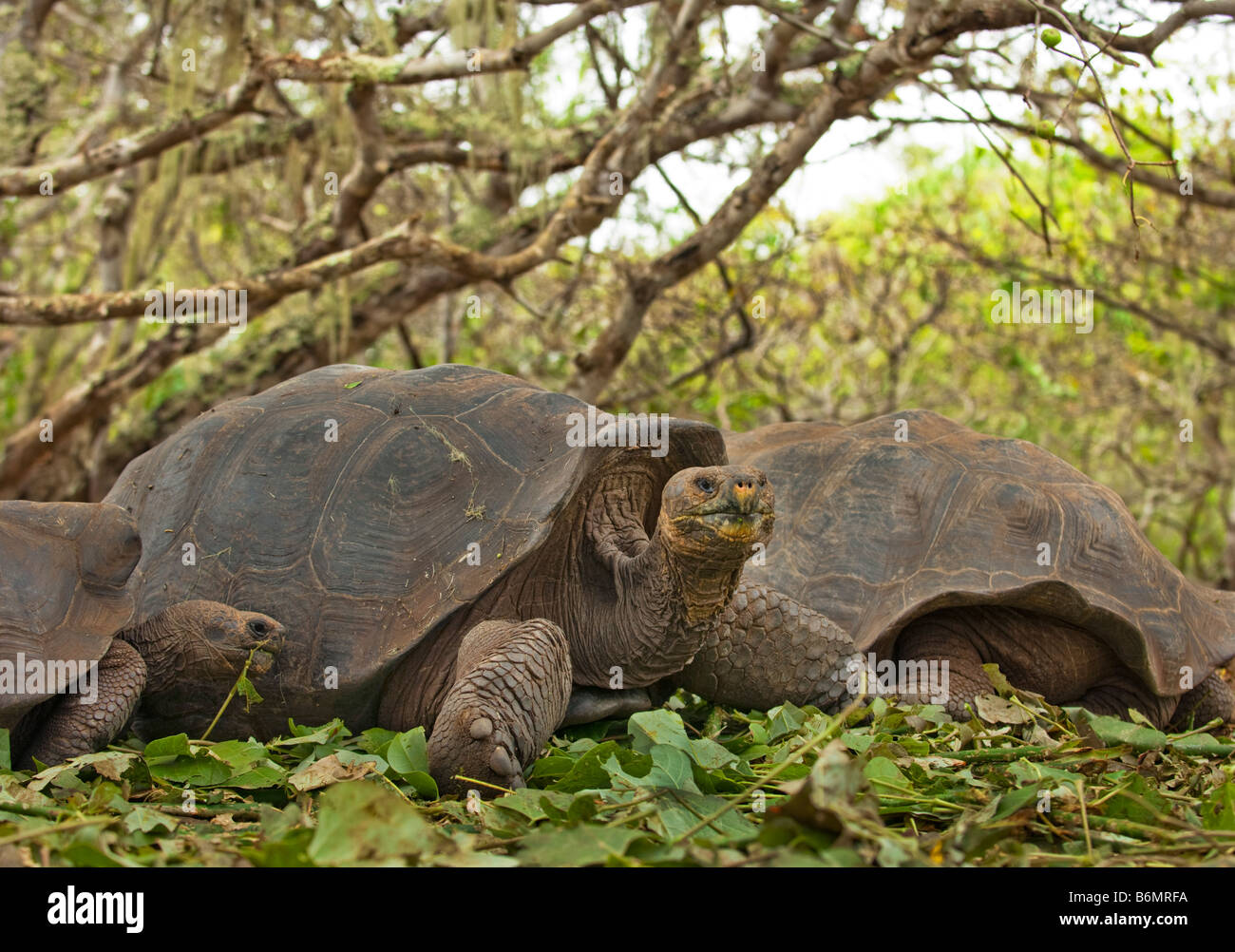 La faune sauvage tortue géante des Galapagos tortue Testudo Elephantopus vieux reptile tortue terrestre galapagos Darwin équateur fin Banque D'Images La faune sauvage tortue géante des Galapagos tortue Testudo Elephantopus vieux reptile tortue terrestre galapagos Darwin équateur fin Banque D'Images