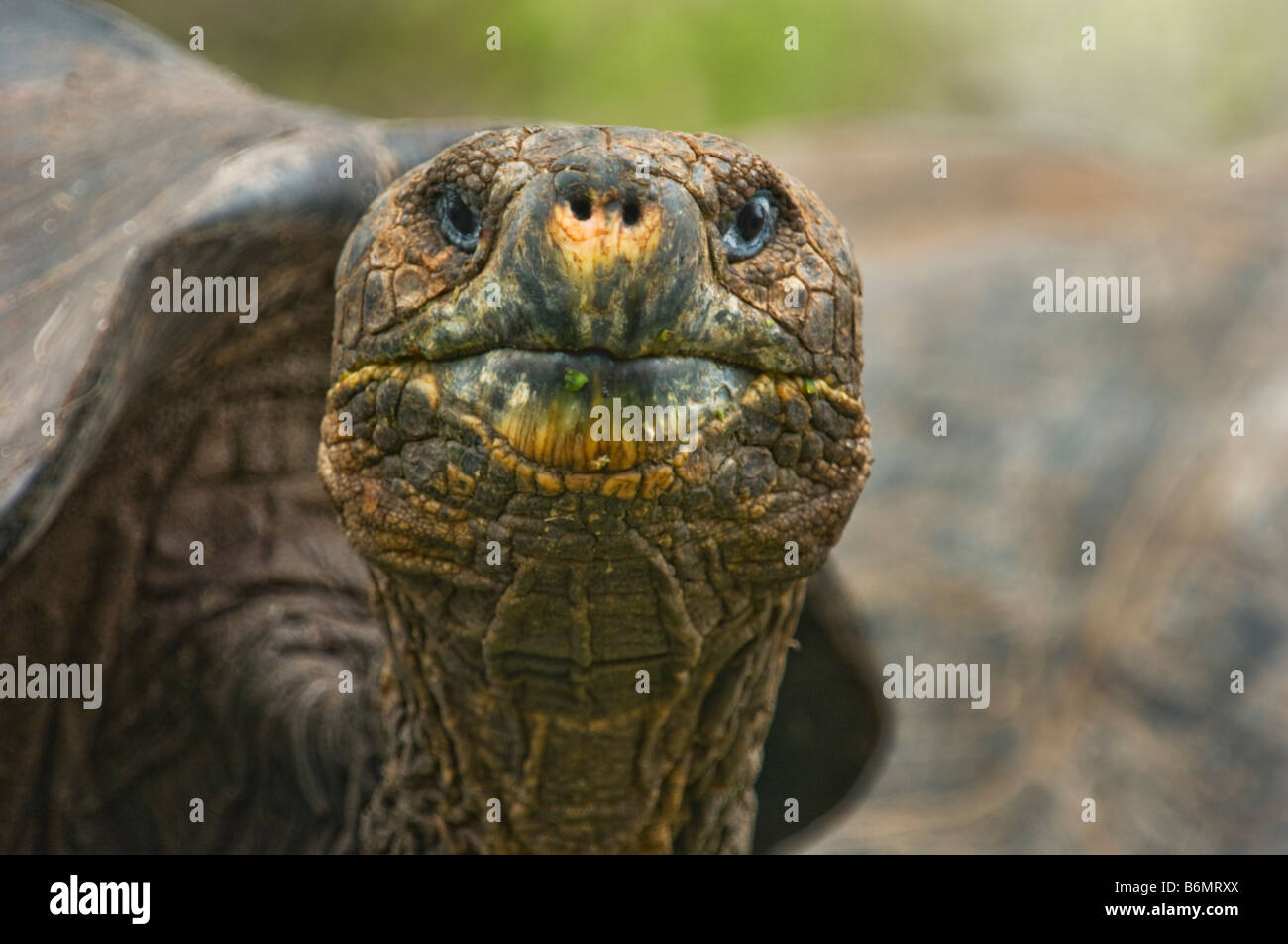 La faune sauvage tortue géante des Galapagos tortue Testudo Elephantopus vieux reptile tortue terrestre galapagos Darwin Équateur Banque D'Images La faune sauvage tortue géante des Galapagos tortue Testudo Elephantopus vieux reptile tortue terrestre galapagos Darwin Équateur Banque D'Images